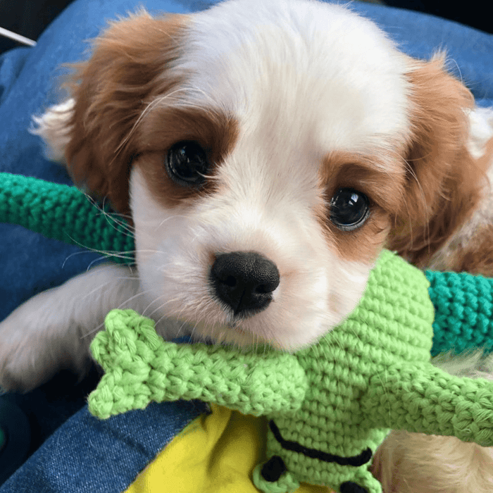 Frog Dog Toy - pretti.cool